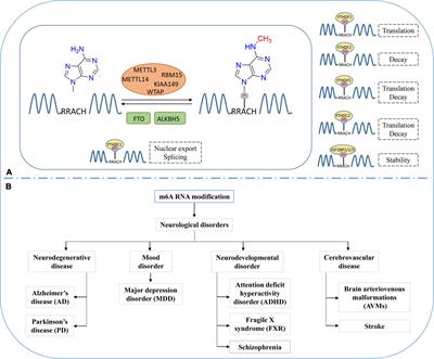 Regulation of N6-methyladenosine (m6A) RNA methylation in microglia-mediated inflammation and ischemic stroke